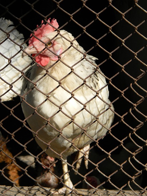 曼城的胜利 曼城的胜利